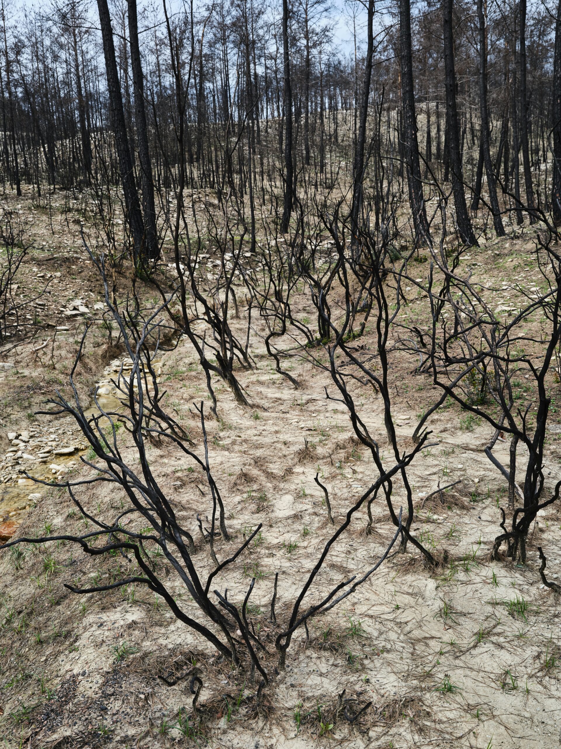Increasing Frequency and Severity of Natural Catastrophes